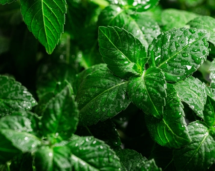 leaves