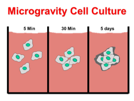 microgravity cell culture